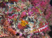 Destin SC fish 2011 08 07 01.jpg