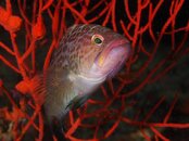 Destin grouper 2011 08 07 01.jpg