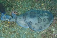 Destin elctric ray 2011 08 06 03.jpg