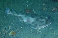Destin electric ray 2011 08 06 02.jpg