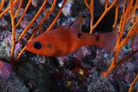 cardinal fish 2011 07 01.jpg