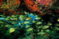 2537 fish in cave small.jpg