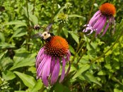 bees 01.jpg