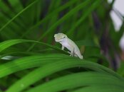 lizard901.jpg