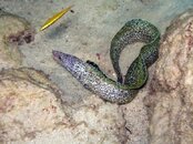 eel1.jpg