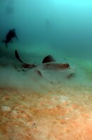 Cow Tail Ray Hastings Reef.jpg Cow Tail Ray Hastings Reef.jpg