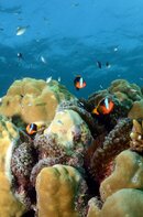 GBR Nemo Norman Reef.jpg