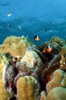 GBR Nemo Norman Reef.jpg GBR Nemo Norman Reef.jpg