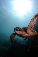 Green Turtle & Hastings.jpg Green Turtle & Hastings.jpg