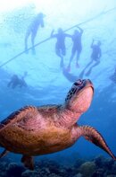 Green Turtle & Snorkelers.jpg Green Turtle & Snorkelers.jpg