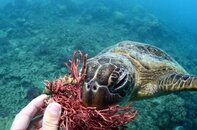 Hungry Turtle 2 Breaking Patches.jpg Hungry Turtle 2 Breaking Patches.jpg