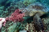 Hungry Turtle Breaking Patches.jpg Hungry Turtle Breaking Patches.jpg