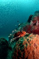 Lion Fish Bommie Norman Reef.jpg