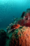 Lion Fish Bommie Norman Reef.jpg Lion Fish Bommie Norman Reef.jpg