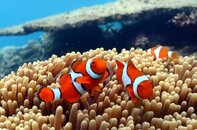 Nemo Hastings Reef.jpg