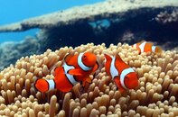 Nemo Hastings Reef.jpg Nemo Hastings Reef.jpg