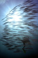 Schooling Fish & Divers Norman Reef.jpg