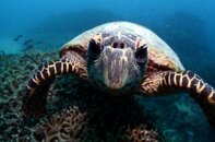 Turtle With Attitude.jpg