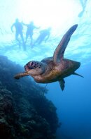 Turtle With Distant Snorkelers .jpg