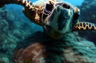 Up Close And Persona With a Hawksbill.jpg