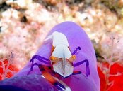 Emperor_shrimp_on_bullocki_2.jpg