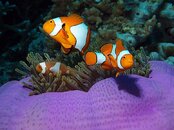 Nemo3.jpg