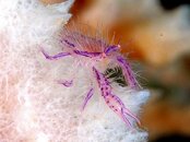 Squat_lobster_Laurea_siagiani.jpg
