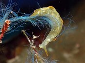 Nudi_51.jpg