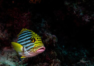 upload-1040742.jpg