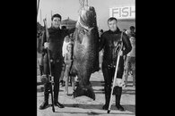 black sea bass- divers (Museum).jpg