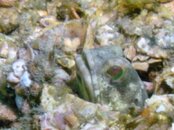 Blue Heron Bridge Jawfish.jpg