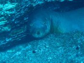 monkseal.jpg