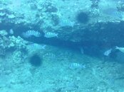 Hawaii scuba trip 2011 002.jpg