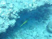 Hawaii scuba trip 2011 003.jpg