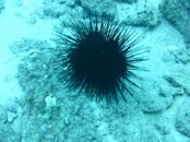 Hawaii scuba trip 2011 004.jpg