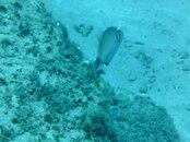 Hawaii scuba trip 2011 005.jpg