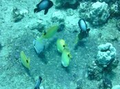 Hawaii scuba trip 2011 007.jpg