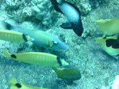Hawaii scuba trip 2011 008.jpg