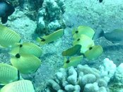 Hawaii scuba trip 2011 009.jpg