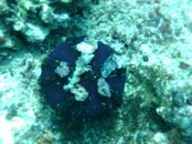 Hawaii scuba trip 2011 012.jpg