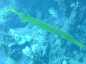 Hawaii scuba trip 2011 013.jpg