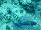 Hawaii scuba trip 2011 014.jpg