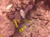 Hawaii scuba trip 2011 015.jpg