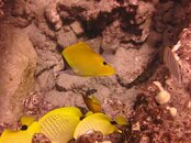 Hawaii scuba trip 2011 016.jpg