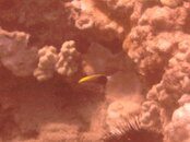 Hawaii scuba trip 2011 043.jpg