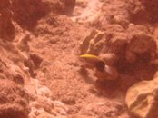 Hawaii scuba trip 2011 044.jpg