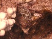 Hawaii scuba trip 2011 024.jpg