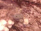 Hawaii scuba trip 2011 025.jpg