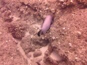 Hawaii scuba trip 2011 026.jpg
