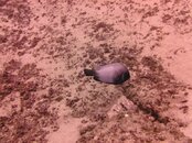 Hawaii scuba trip 2011 027.jpg